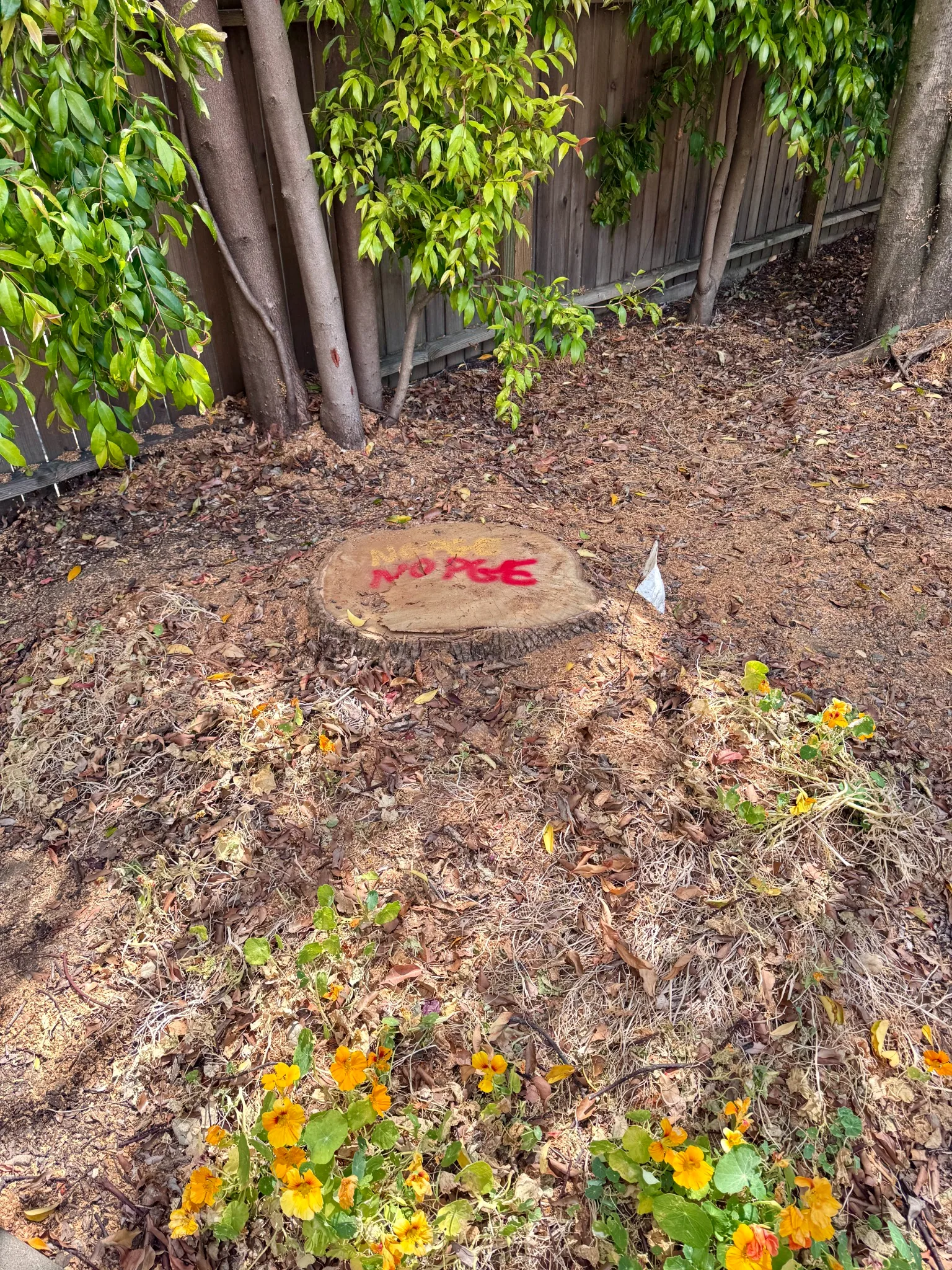 Tree stump before grinding