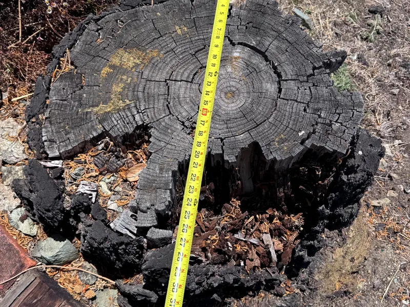 Weathered stump measured before grinding