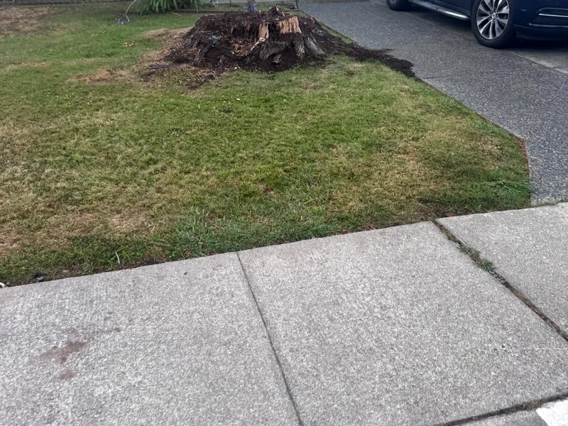Large front yard stump before grinding