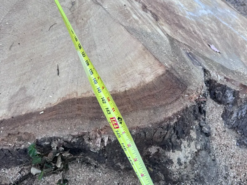 Tape measure showing the width of a giant stump