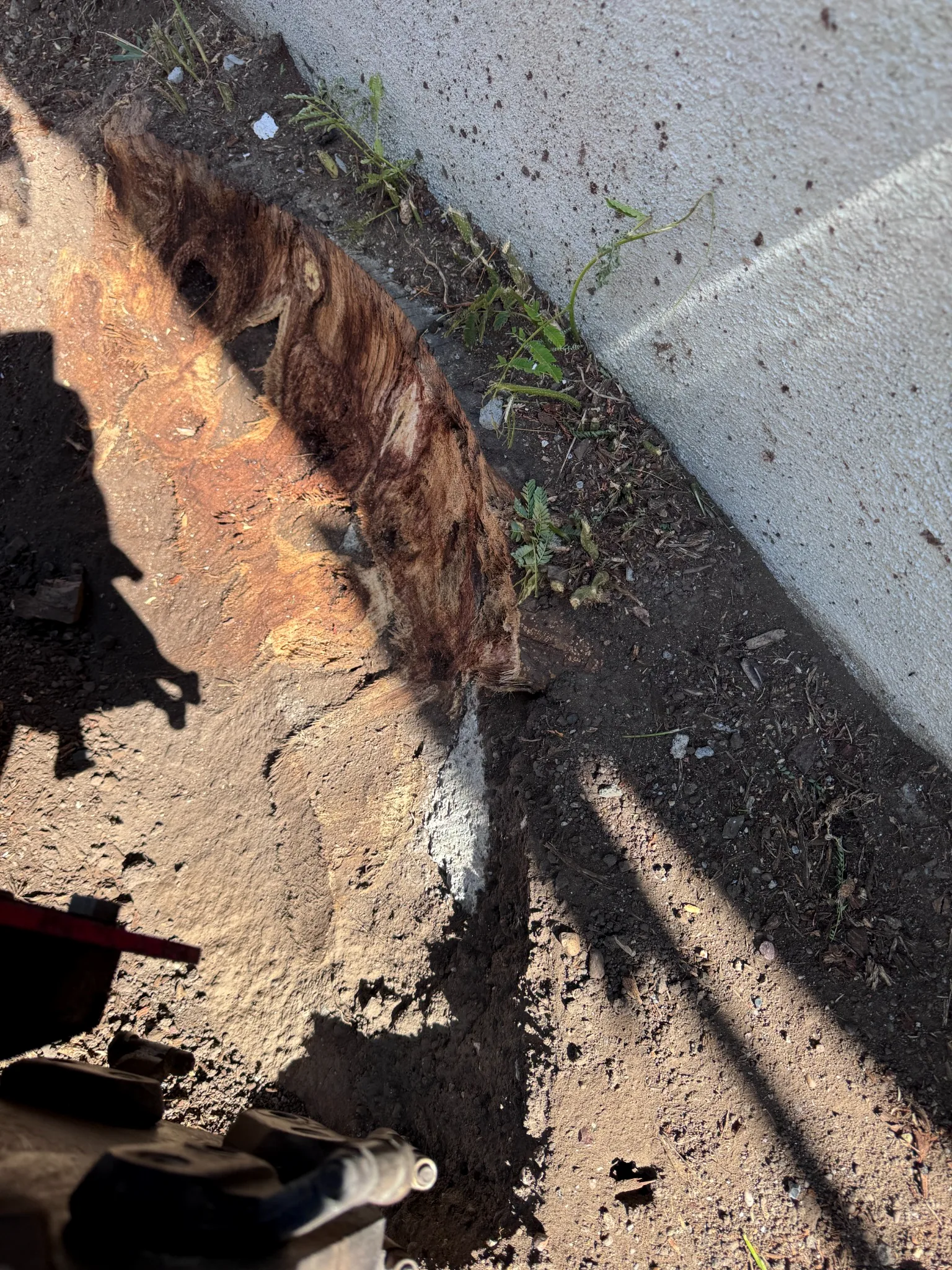Precision stump grinding next to a building wall